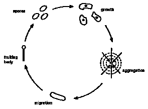 Mold Cycle