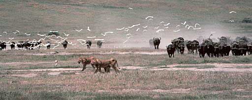 A herd of Cape Buffalo stampede maurauding lions